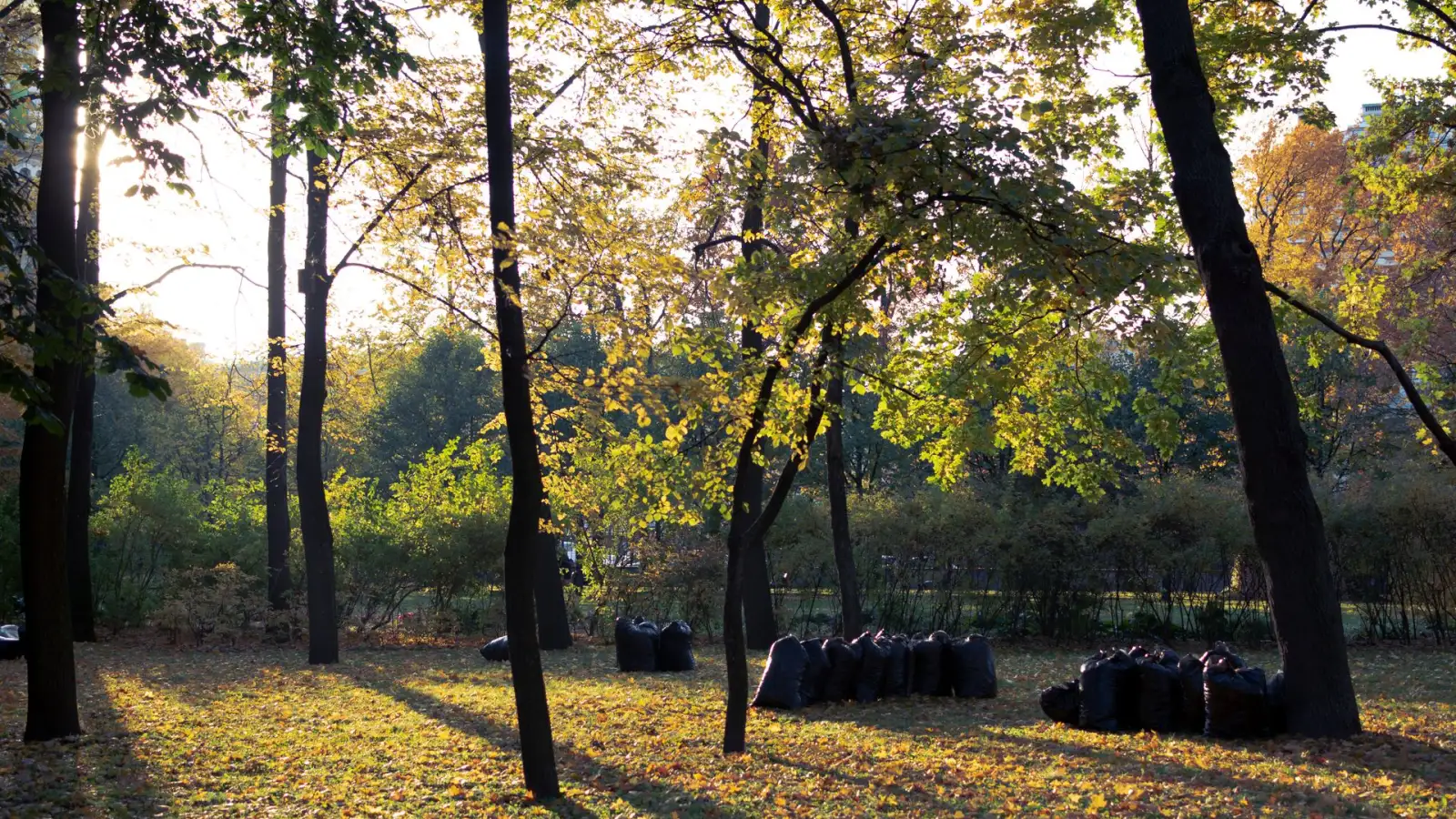 Park grounds with bagged leaves and green waste gathered during a commercial landscape cleanup.