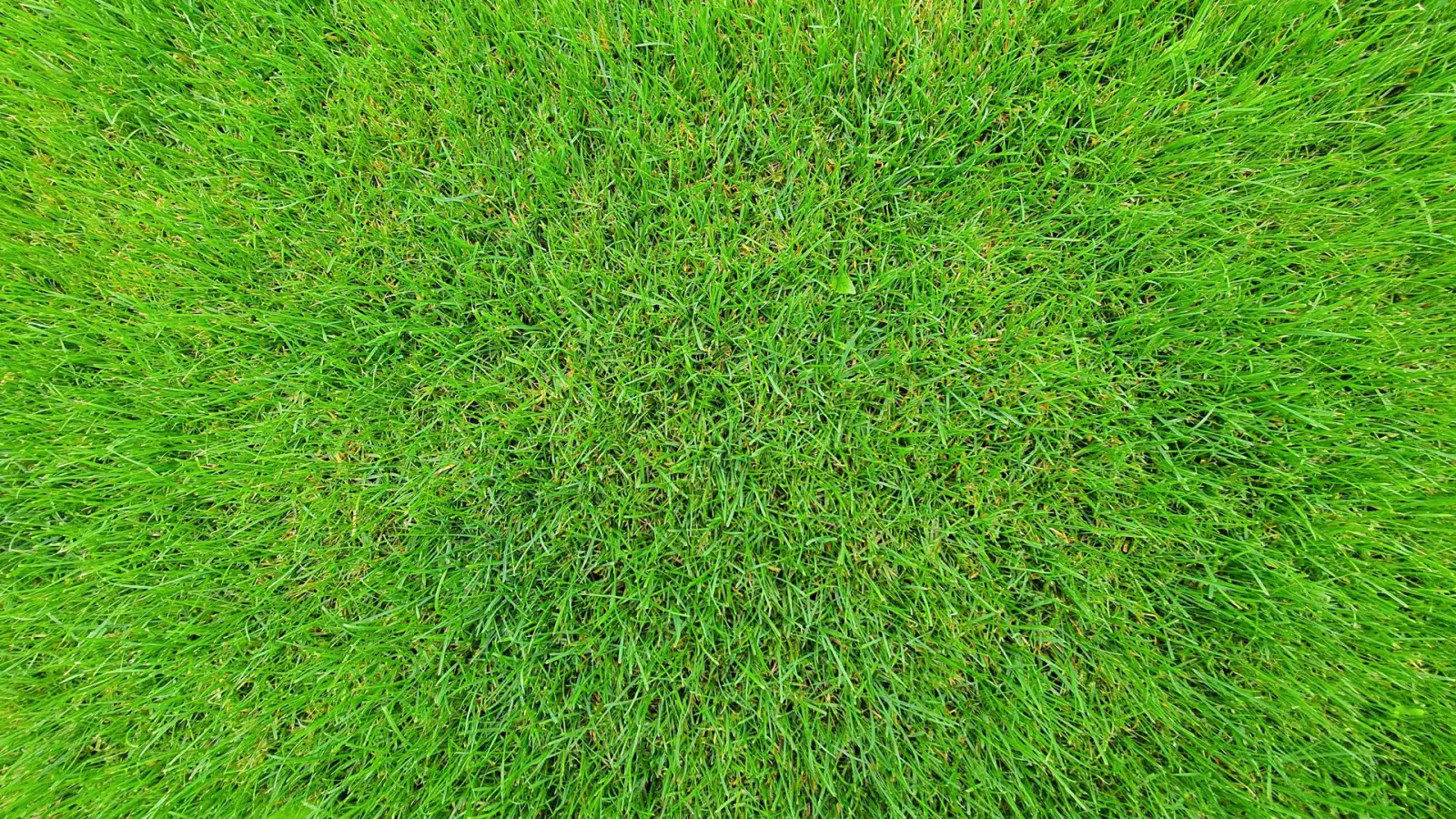 Close-up of dense green turf, the goal of an organic fertilization program on a sports field.