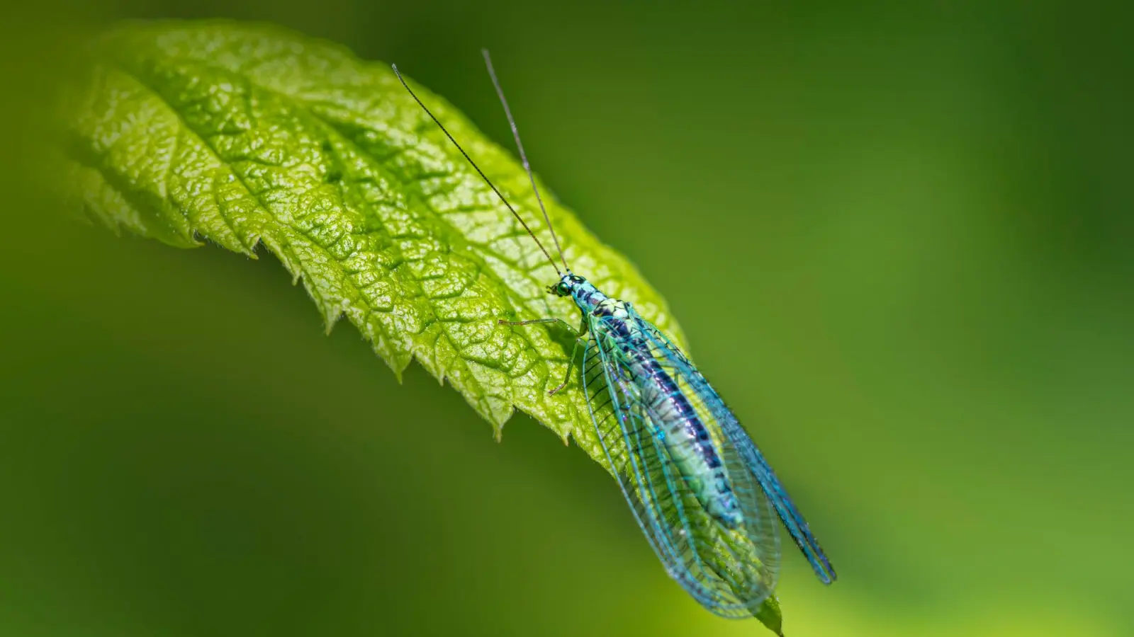 Green lacewing resting on a leaf; lacewing larvae feed on aphids, a natural control used in IPM.