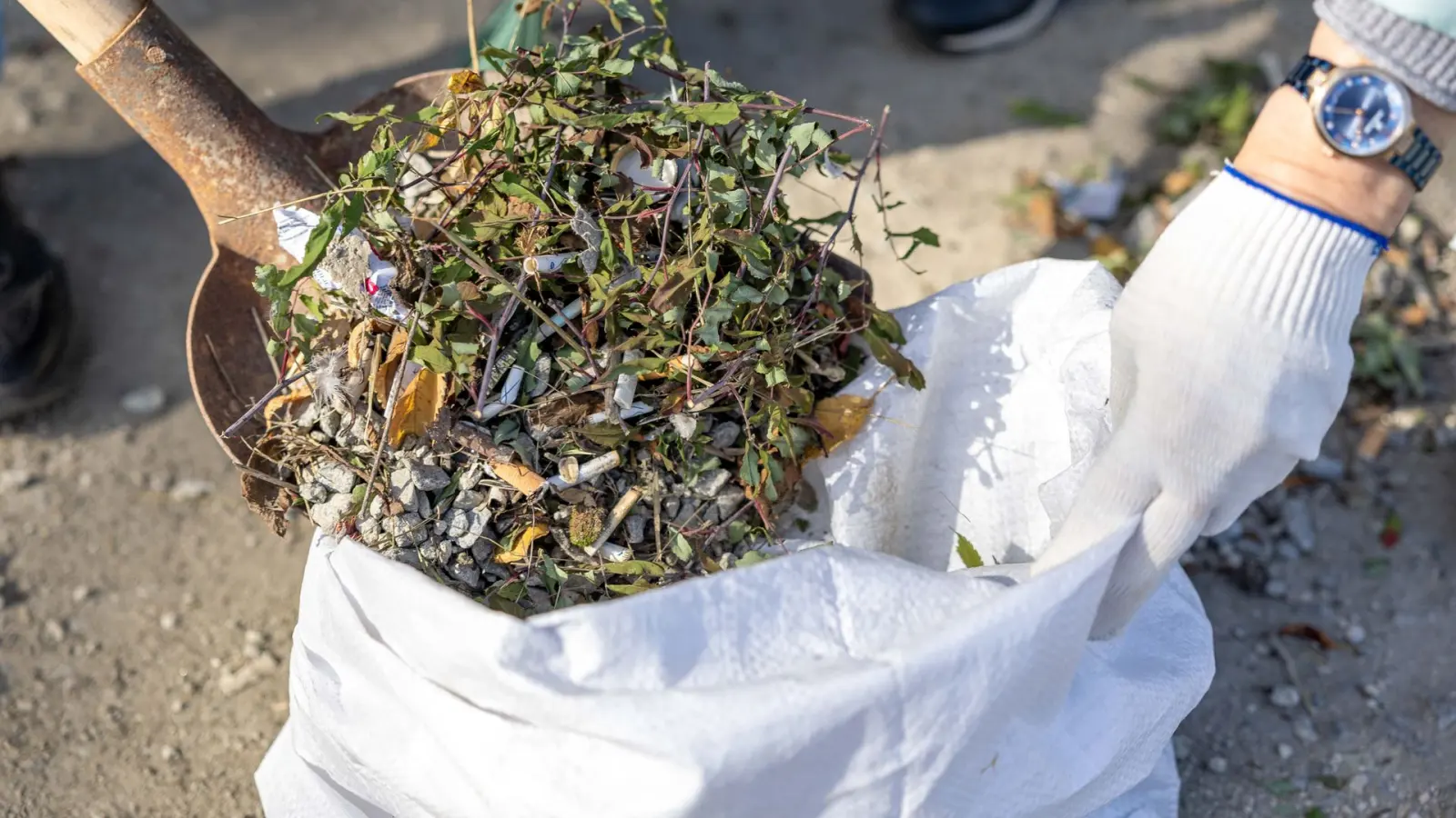 Gloved hand bagging pulled weeds, the mechanical removal step of organic weed control.