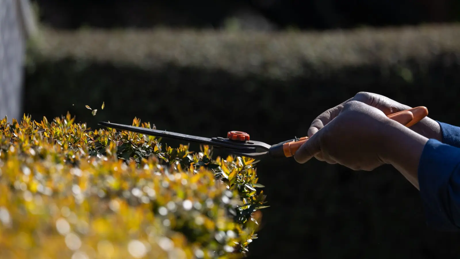 Hand pruning a hedge with shears as part of grounds maintenance.
