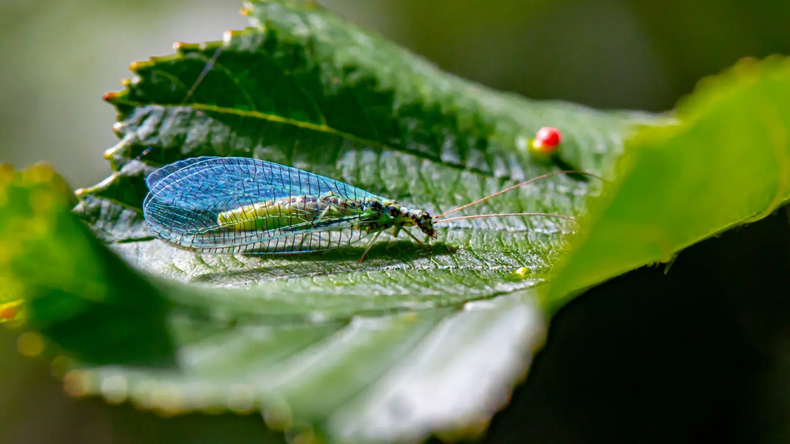 Crisopa verde sobre una hoja, un insecto benéfico registrado durante el monitoreo del manejo integrado de plagas.
