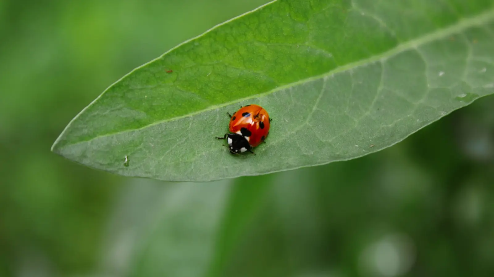 Ladybug on a green leaf; beneficial insects like this are part of integrated pest management.