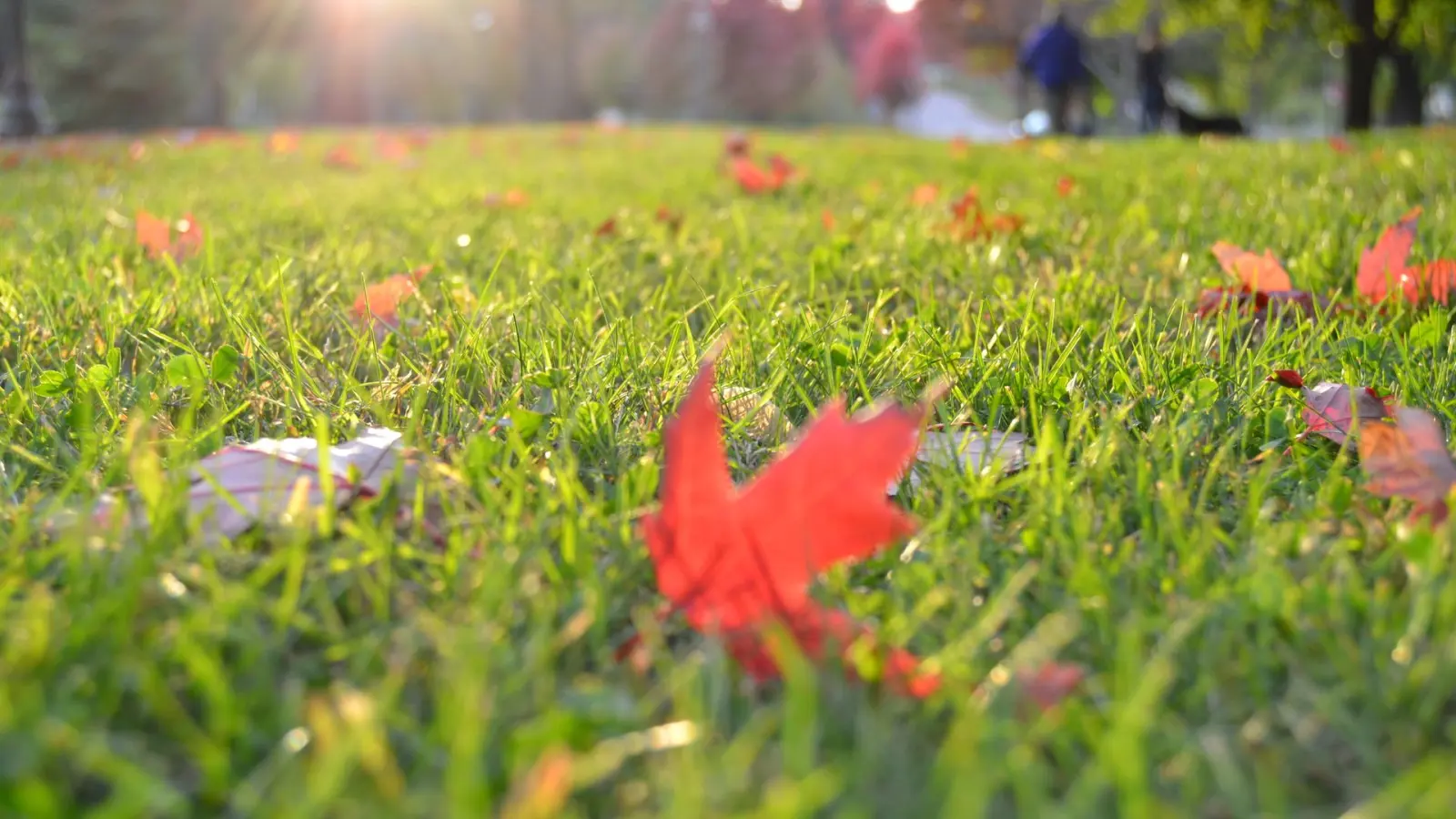 Fallen autumn leaves on a sunlit park lawn before landscape winterization.