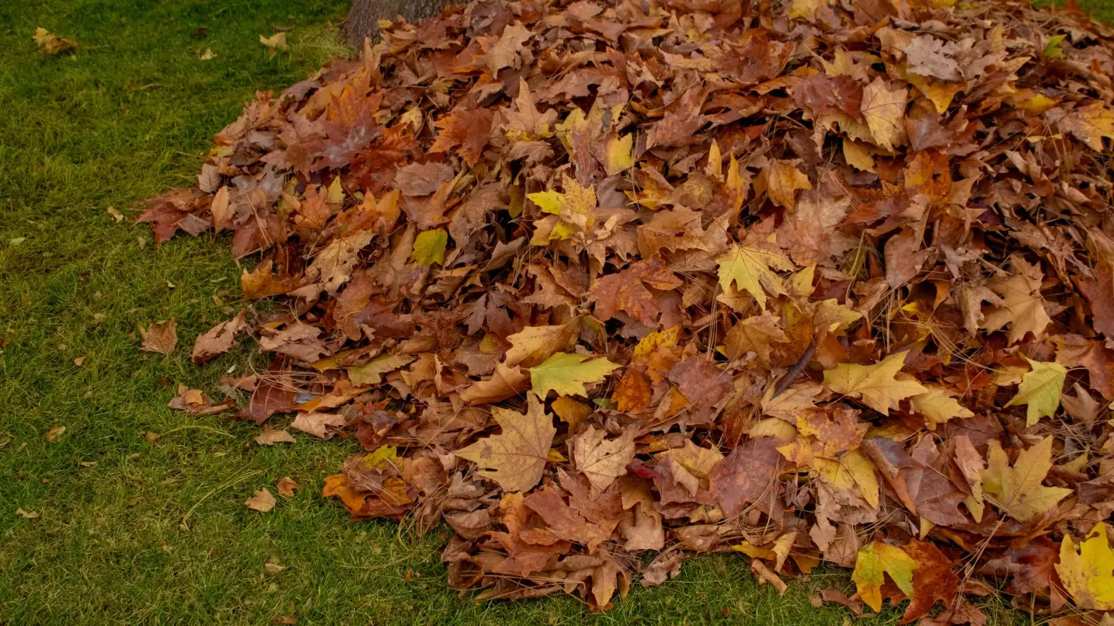 Pile of raked autumn leaves on a lawn, ready for haul-off in a site cleanup.