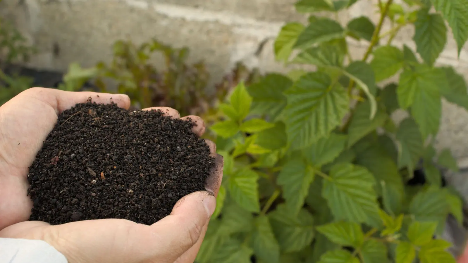 Hands holding nutrient-rich compost used in an organic fertilization program.