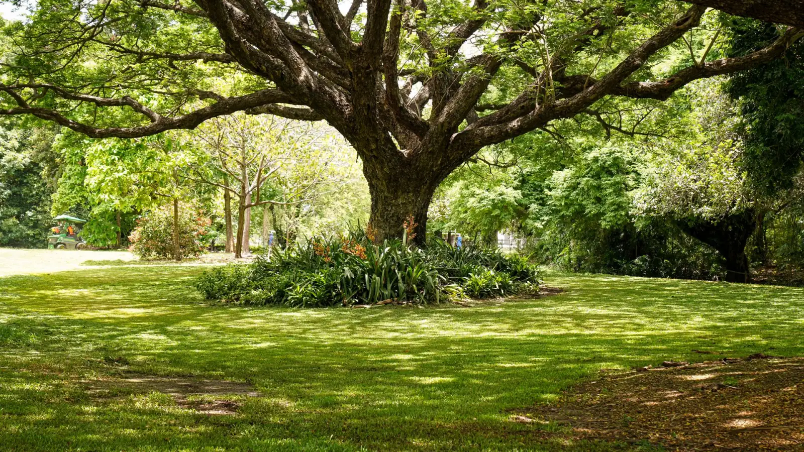Un árbol de sombra maduro sobre un césped sano y bien cuidado en un parque público, el tipo de área que Reed's mantiene con cuidado orgánico.