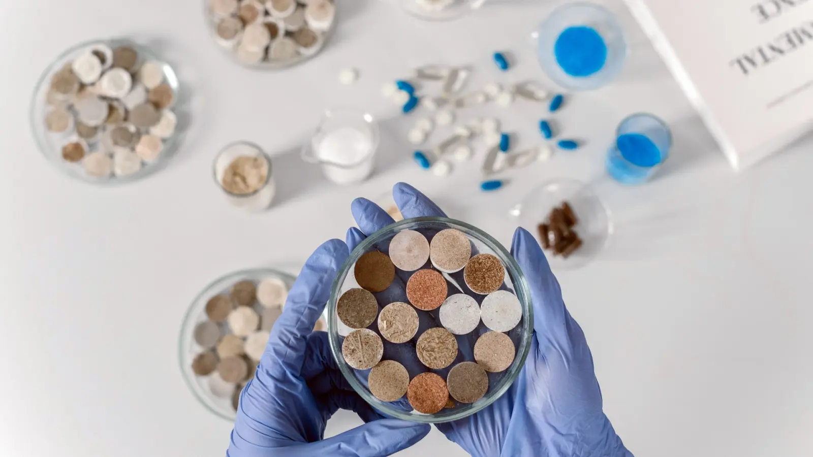 Gloved hands holding soil samples in dishes, like those used for a soil test before organic fertilization.